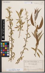 Salix babylonica L. x Salix fragilis L.